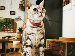 -平行世界·猫咖(首经贸店)