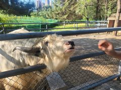 -长白岛森林公园