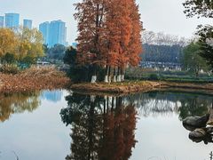 -金银湖国家城市湿地公园