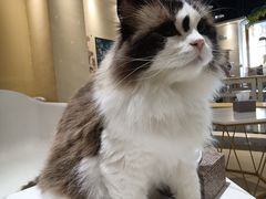 -藏猫猫咖啡主题馆(中央大道店)
