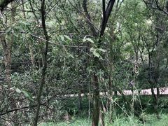 -西湖风景区-江洋畈生态公园