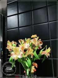 -HairCode芭曲发型