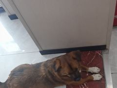 -瑞鹏宠物医院·超声·骨科·奇麟分院(蜀都万达店)