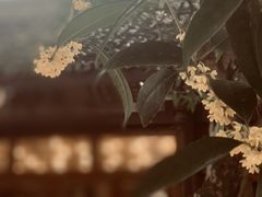 -成都安仁福朋喜来登酒店