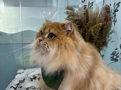 -爱洗澡的猫(望京店)