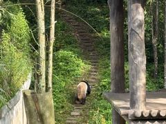-中国大熊猫保护研究中心雅安碧峰峡基地