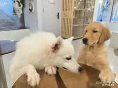-共舞时光猫咖·狗咖(新街口店)