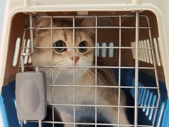 -纳吉亚猫专科动物诊疗中心(蒋宅口分院)