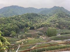 -龙坞茶村