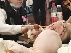 -猫小院猫主题咖啡厅(北锣店)