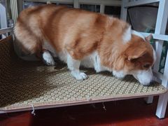 -狗舍宠物医院(四季商业广场店)