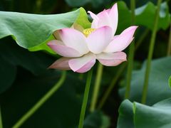 -四川大学(华西校区)