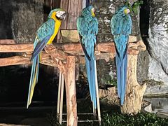 -清迈夜间动物园