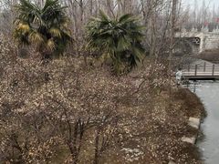 -洛阳市隋唐城遗址植物园