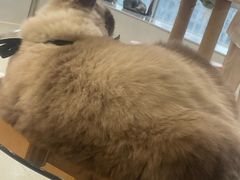 -共舞时光猫咖·狗咖(新街口店)