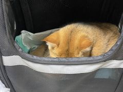 -瑞派长江宠物医院·猫科·外科·24小时夜护(谊城公寓分院)
