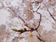 -西北湖绿化广场