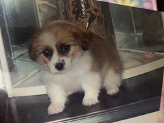 -彩虹桥宠物火化殡葬善终服务(金乐大厦店)