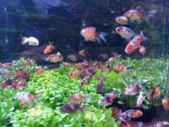 -中环花鸟鱼虫市场