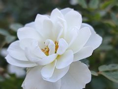 -国家植物园