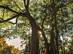 -瑞丽独树成林风景区