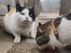 -蟠龙山长城景区