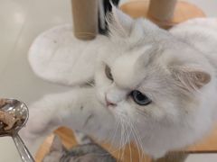 -共舞时光猫咖·狗咖(新街口店)
