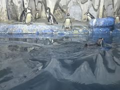 -太平洋海底世界