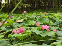-渤公岛生态公园