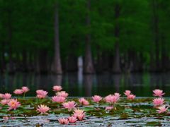 -白鹭湾湿地公园