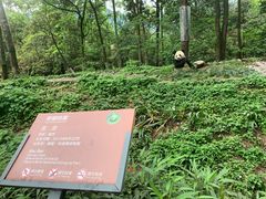 -碧峰峡风景区