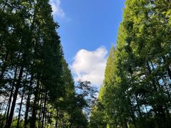 -黄海国家森林公园