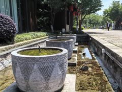 -西山漾湿地公园