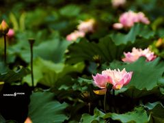 -荷塘月色湿地公园·向阳花洲