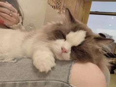 -猫在这儿猫咪咖啡馆·撸猫馆