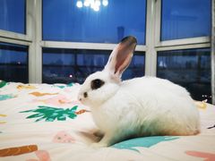 -宠物兔专门店(天丰利市场店)