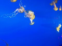 -太平洋海底世界