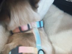 -乖乖宠物医院·猫科·骨科·24小时(云岗分院)