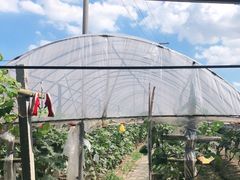 -马陆小张葡萄园农家乐