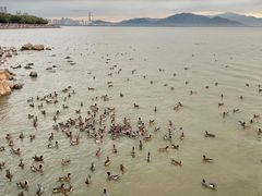 -深圳湾公园(南山区)