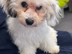 -有喵·猫咖·狗咖·40+猫狗有小奶狗(岗厦店)