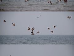 -烟台金沙滩海滨公园