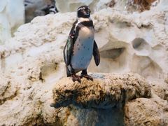 -珠海长隆海洋王国