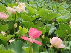 -洛阳市隋唐城遗址植物园