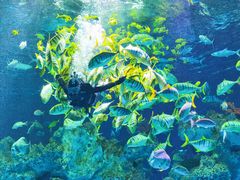 -芜湖新华联大白鲸海洋公园