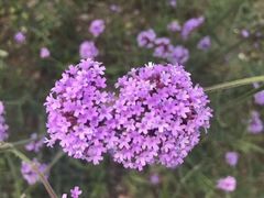 -田园东方蜜桃村的田野营地