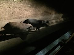 -清迈夜间动物园