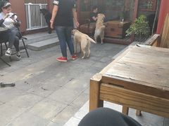 -百好乐宠物友好餐厅(朝外大街店)