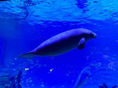 -珠海长隆海洋王国