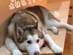 -Husky Go! 哈士奇体验馆·宠物咖啡厅狗咖